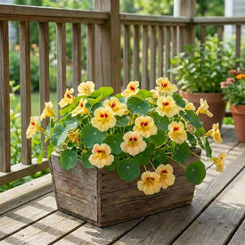 Peach Melba, Nasturtium Seeds